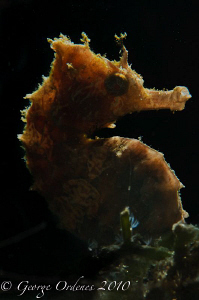 Back lit seahorse at BHB
D300 105mm 
Off camera strobe ... by George Ordenes 